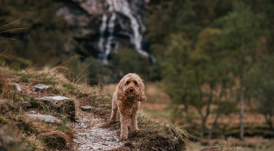 Top 10 Scenic Dog Walks in the UK